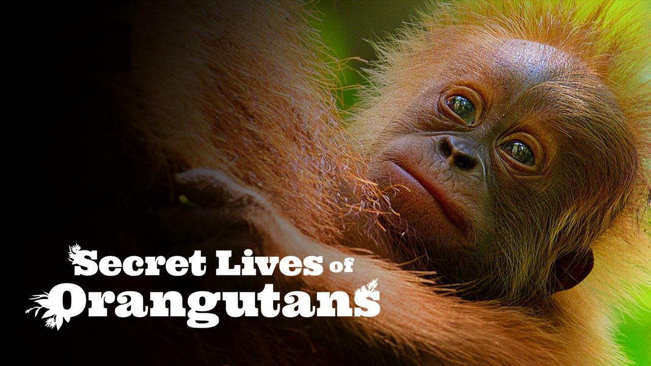 فيلم Secret Lives of Orangutans 2024 مترجم كامل اون لاين HD